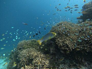 Hilton Maldives Amingiri Unterwasserwelt 2
