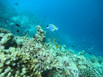 Hilton Maldives Amingiri Unterwasserwelt 4
