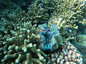 Hilton Maldives Amingiri Unterwasserwelt 5