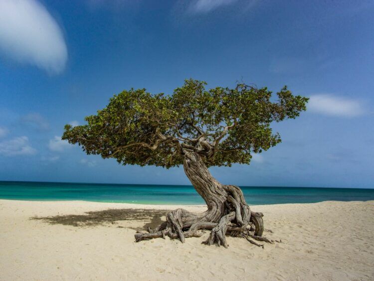 Baum Aruba Unsplash
