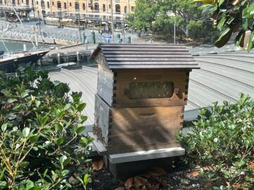 Park Hyatt Sydney Rooftop Pool Bienen 2